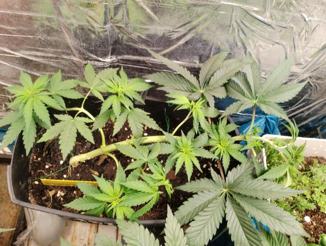 Mendo Breath Grow1  züchtungs test 1. Week 5 - Tag 3 Blüte