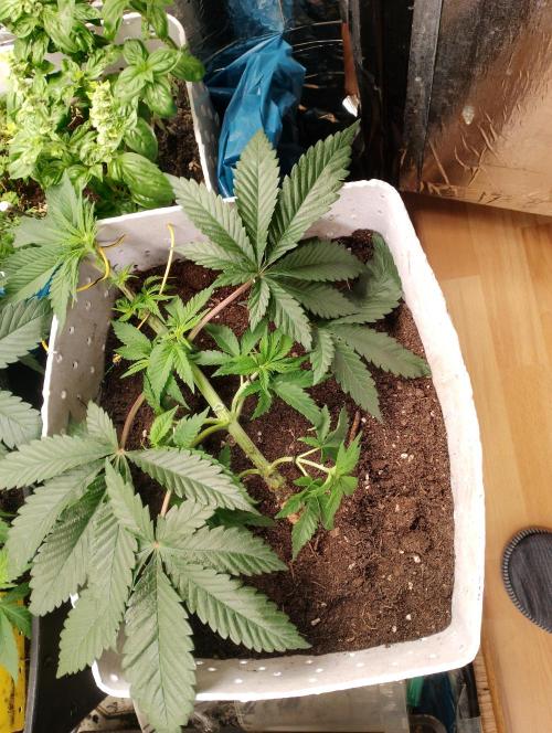 Mendo Breath. Week 5