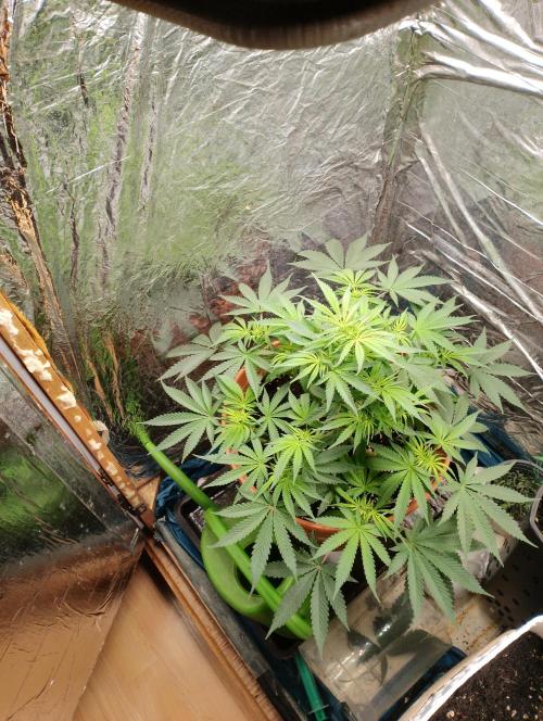 Red Hot Cookies. Week 7