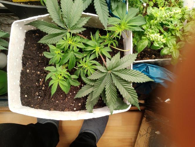 Mendo Breath Grow1  züchtungs test 1. Week 5 - Tag 4