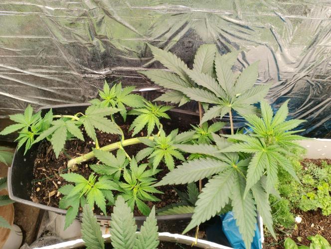 Mendo Breath. Week 5