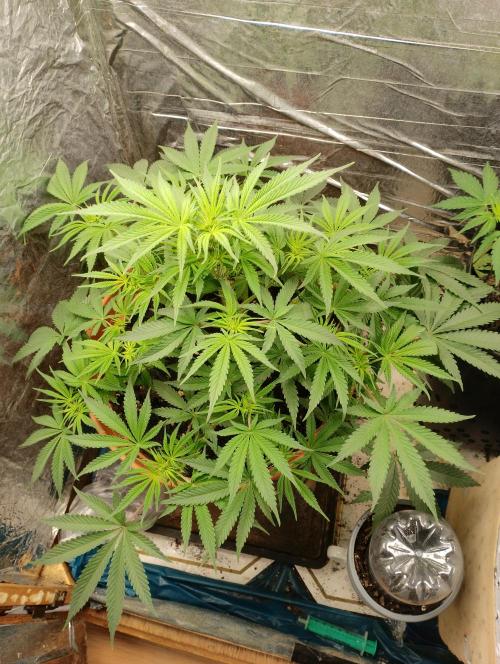 Red Hot Cookies. Week 7