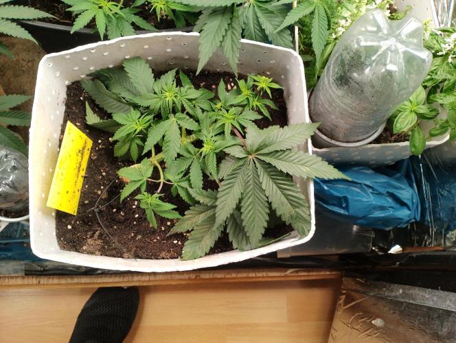 Mendo Breath Grow1  züchtungs test 1. Week 5 - Tag 5