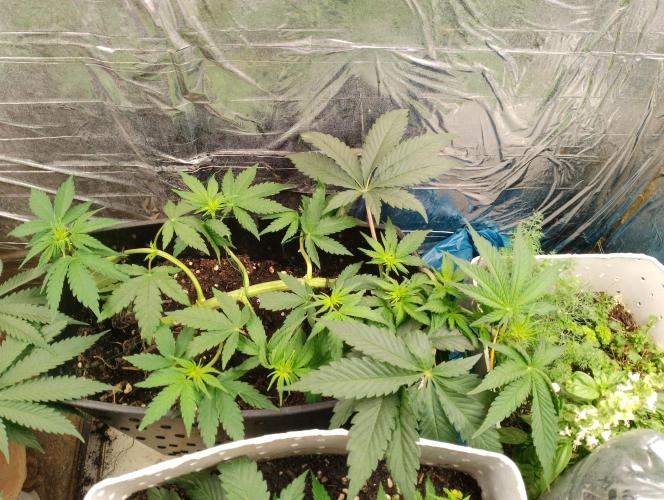 Mendo Breath. Week 5