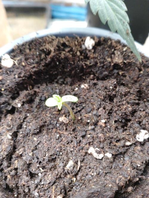 Sarah /Pietro (femal). Week 0 - Pietro