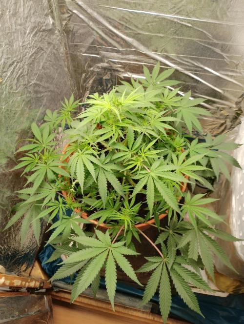 Red Hot Cookies. Week 7