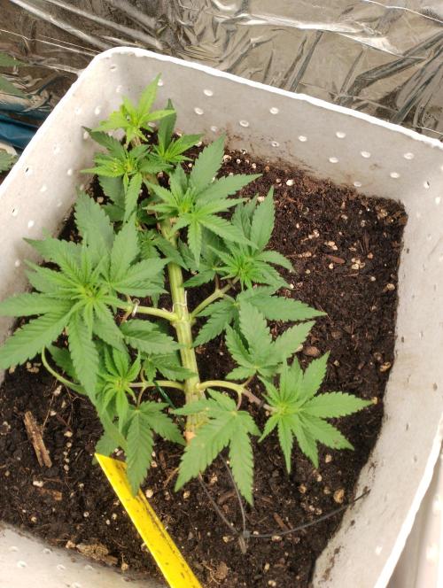 Mendo Breath Grow1  züchtungs test 1. Week 5 - Tag 6
