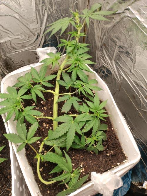 Mendo Breath. Week 5