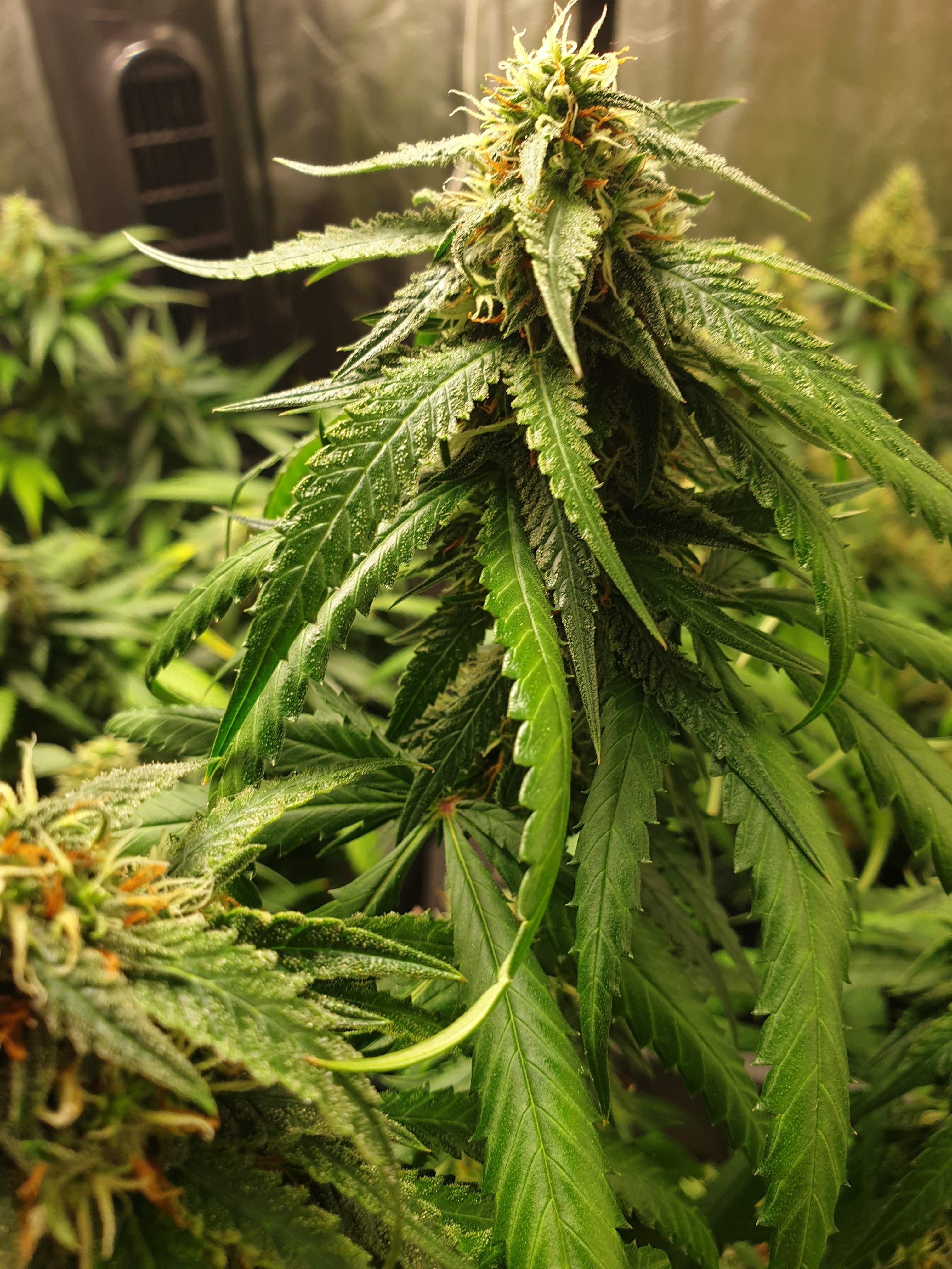 Green House Seed Co. Banana Krumble grow diary (journal) week13 by Greenfox89 GrowDiaries