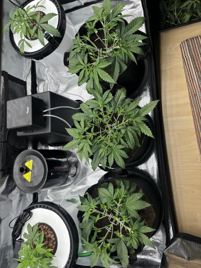 2x FastBuds Amnesia Z Auto. Week 4 - 11.11. - D24