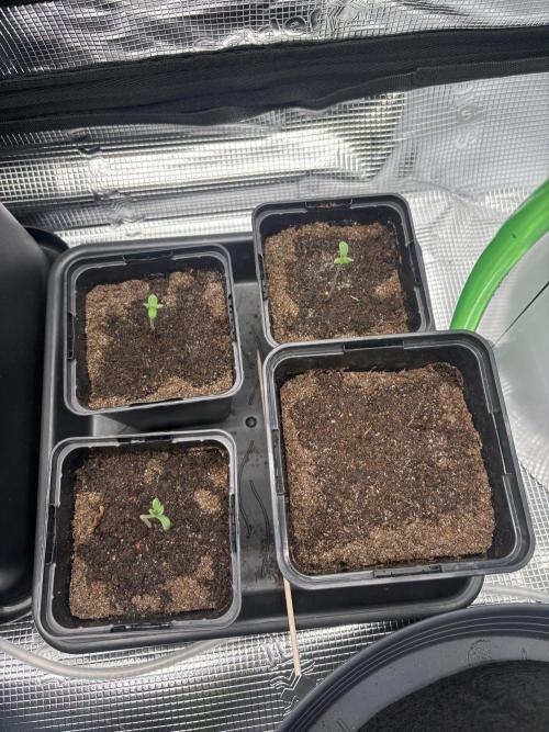 2x Papaya Cookies Auto 90x50. Week 1 - 11.11. - D1