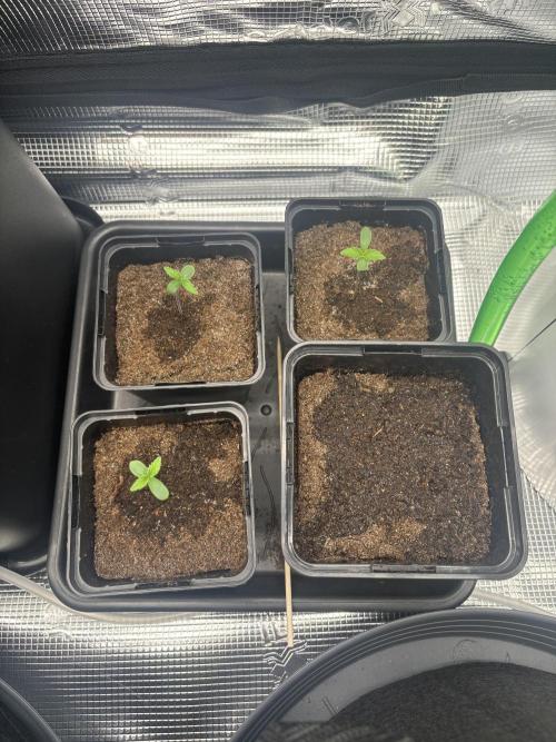 2x Papaya Cookies Auto 90x50. Week 1 - 12.11. - D2