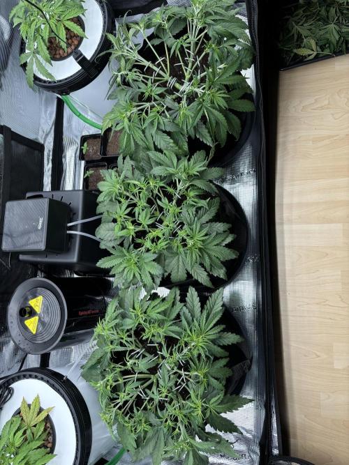 2x FastBuds Amnesia Z Auto. Week 4 - 14.11. - D27