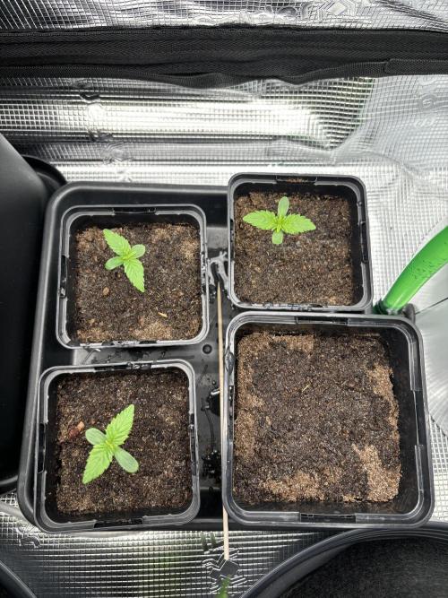 2x Papaya Cookies Auto 90x50. Week 1 - 14.11. - D4