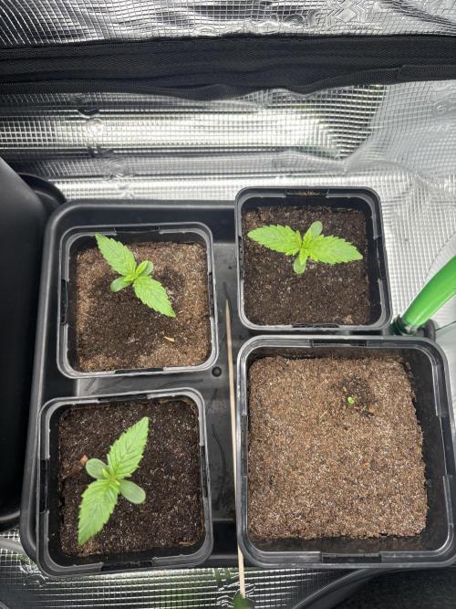 2x Papaya Cookies Auto 90x50. Week 1 - 15.11. - D5