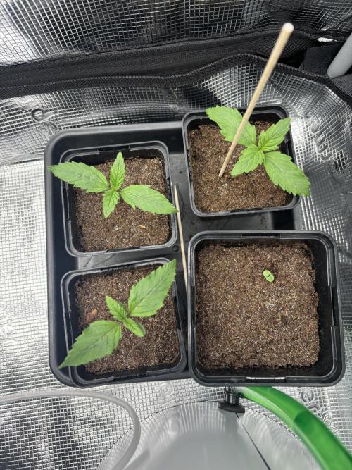 2x Papaya Cookies Auto 90x50. Week 1 - 17.11. - D7