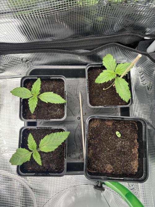 2x Papaya Cookies Auto 90x50. Week 2 - 18.11. - D8