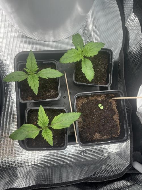 2x Papaya Cookies Auto 90x50. Week 2 - 19.11. - D9