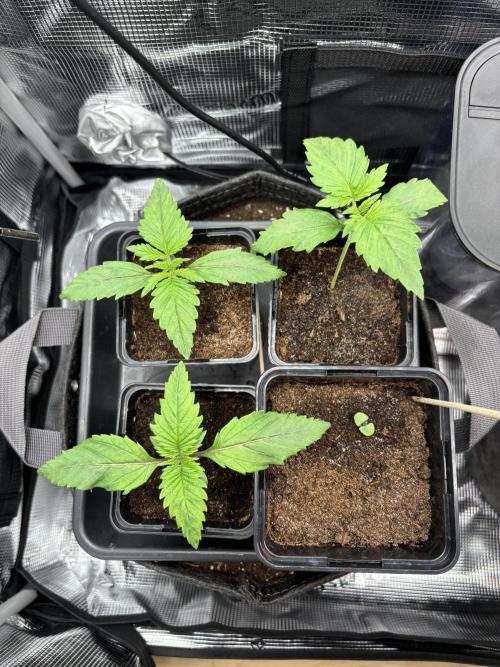 2x Papaya Cookies Auto 90x50. Week 2 - 20.11. - D10
