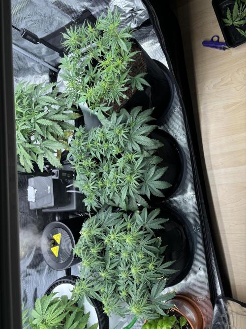 2x FastBuds Amnesia Z Auto. Week 5 - 21.11. - D34