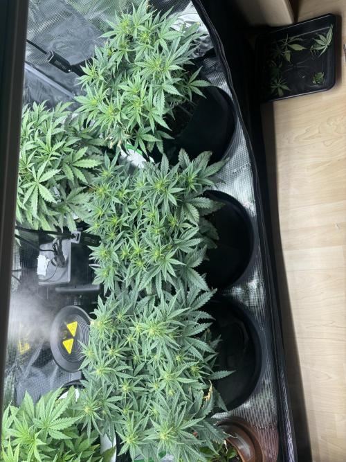 2x FastBuds Amnesia Z Auto. Week 6 - 23.11. - D36