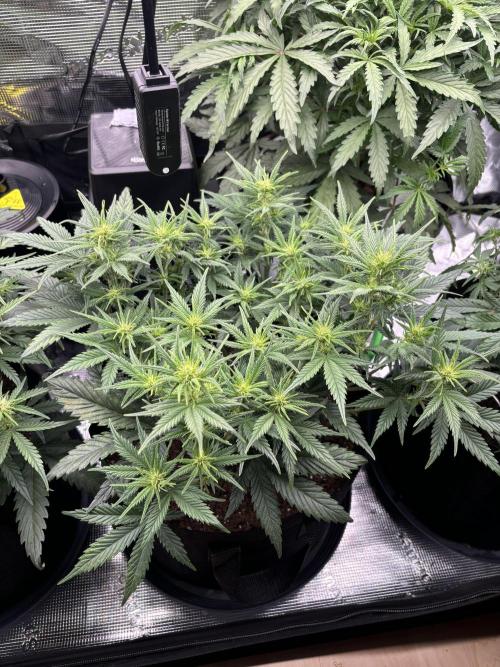 2x FastBuds Amnesia Z Auto. Week 6 - D39 - 3rd plant