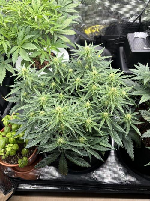 2x FastBuds Amnesia Z Auto. Week 6 - D39 - 1st plant