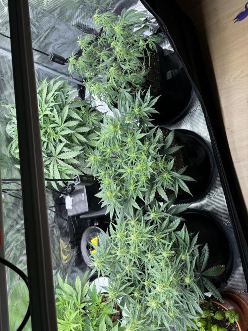 2x FastBuds Amnesia Z Auto. Week 6 - 26.11. - D39