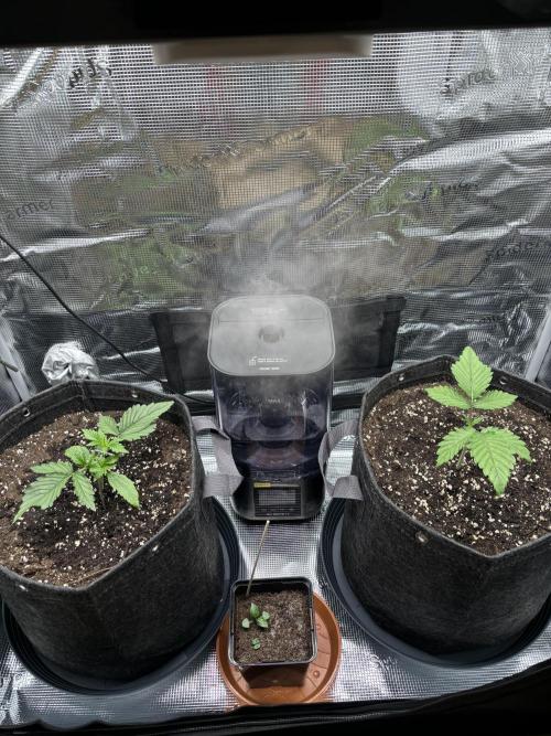 2x Papaya Cookies Auto 90x50. Week 3 - 27.11. - D17