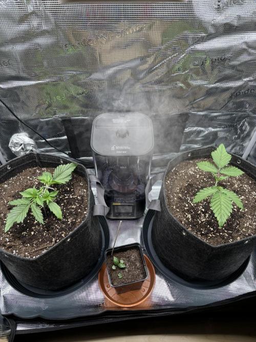 2x Papaya Cookies Auto 90x50. Week 3 - 29.11. - D19