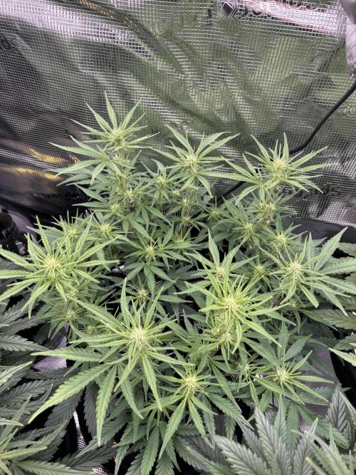 2x FastBuds Amnesia Z Auto. Week 6 - D42 - 2nd plant