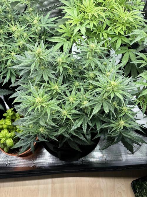 2x FastBuds Amnesia Z Auto. Week 6 - D42 - 3rd plant