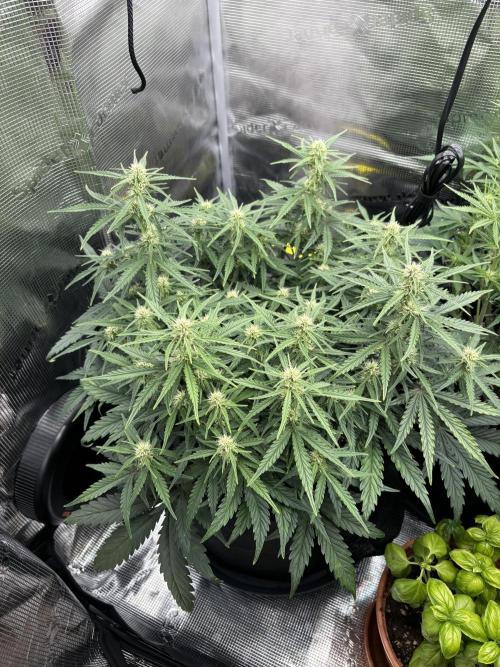 2x FastBuds Amnesia Z Auto. Week 6 - D42 - 1st plant