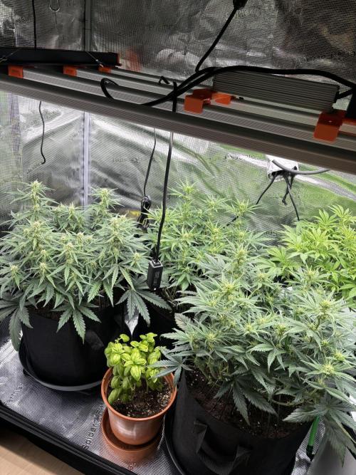 2x FastBuds Amnesia Z Auto. Week 6 - 29.11. - D42