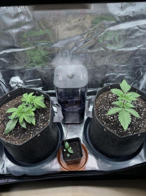 2x Papaya Cookies Auto 90x50. Week 3 - 30.11. - D20