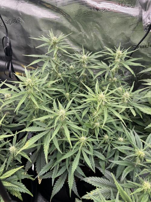 2x FastBuds Amnesia Z Auto. Week 7 - D44 - 2nd plant