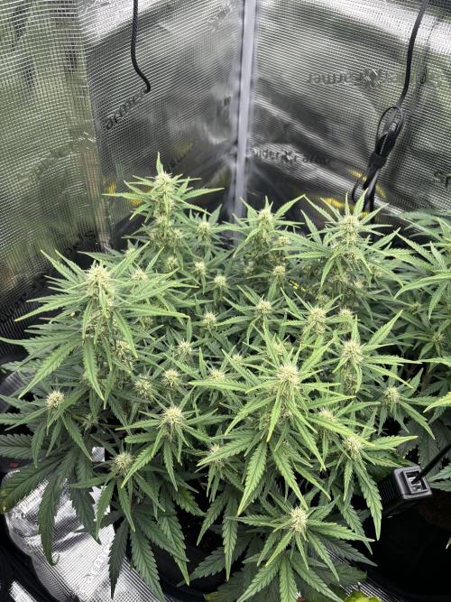 2x FastBuds Amnesia Z Auto. Week 7 - D44 - 1st plant