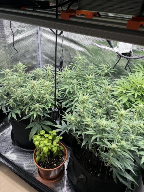 2x FastBuds Amnesia Z Auto. Week 7 - 01.12. - D44