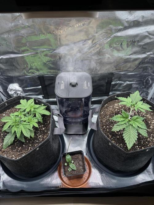 2x Papaya Cookies Auto 90x50. Week 3 - 01.12. - D21