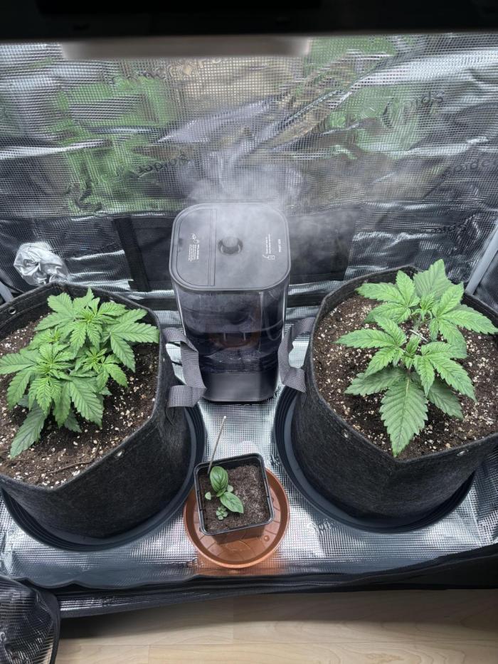 2x Papaya Cookies Auto 90x50. Week 4 - 02.12. - D22