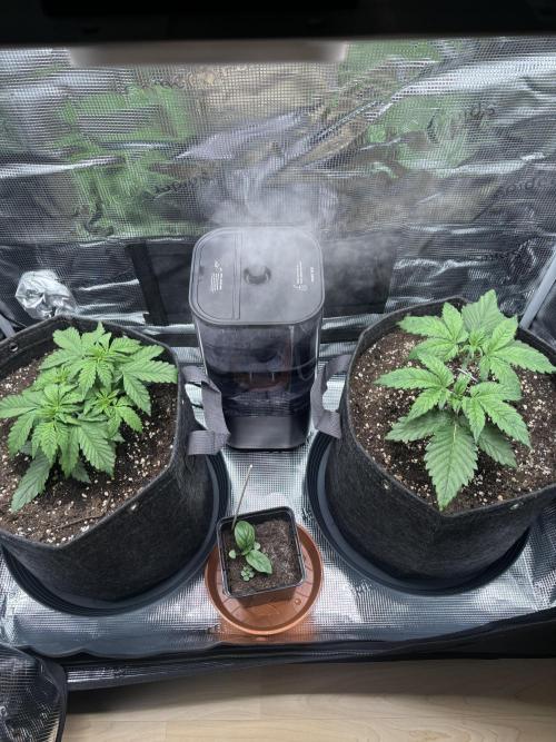 2x Papaya Cookies Auto 90x50. Week 4 - 02.12. - D22