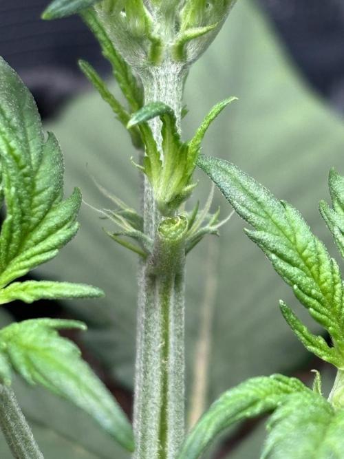 2x Papaya Cookies Auto 90x50. Week 4 - right plant already shows white pistils