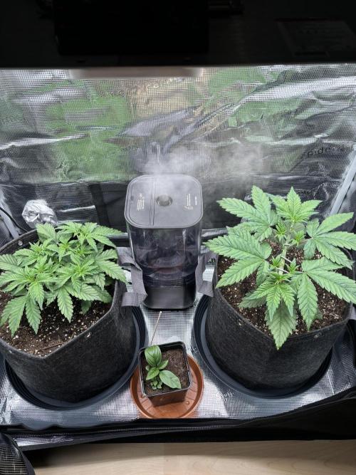 2x Papaya Cookies Auto 90x50. Week 4 - 05.12. - D25