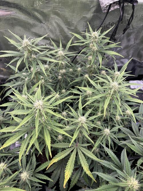 2x FastBuds Amnesia Z Auto. Week 7 - D48 - 2nd plant