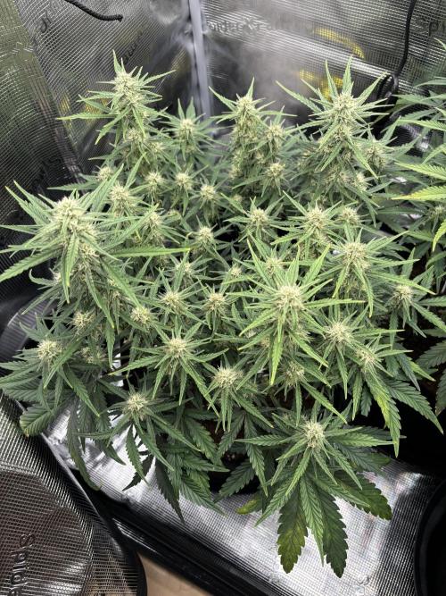 2x FastBuds Amnesia Z Auto. Week 7 - D48 - 1st plant