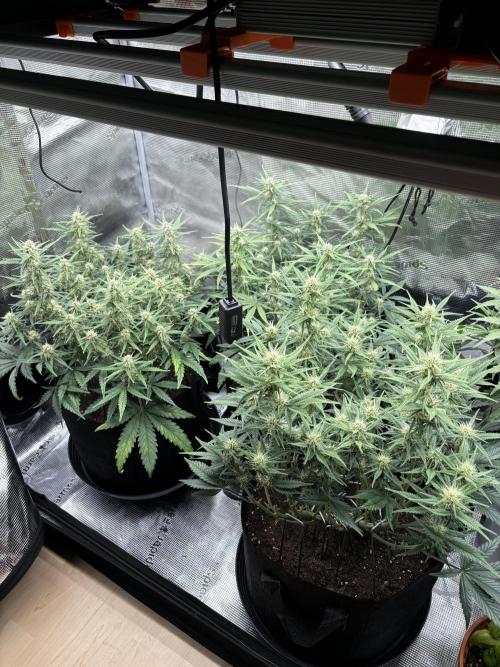 2x FastBuds Amnesia Z Auto. Week 7 - 05.12. - D48