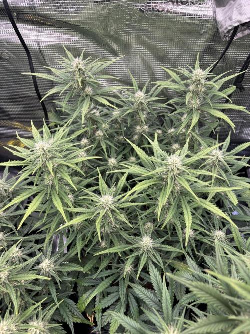 2x FastBuds Amnesia Z Auto. Week 8 - D50 - 2nd plant