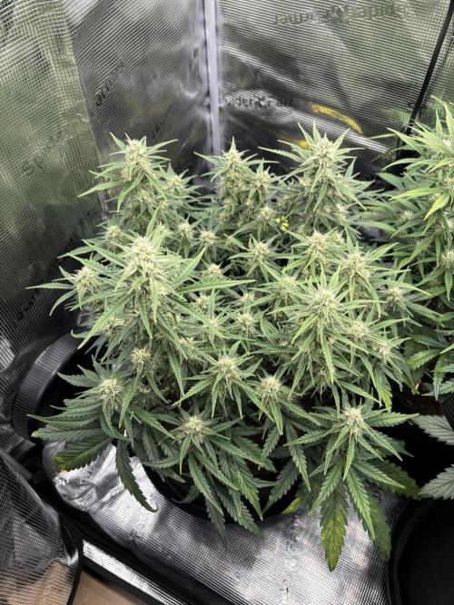 2x FastBuds Amnesia Z Auto. Week 8 - D50 - 1st plant