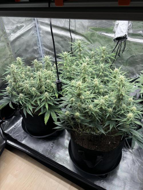 2x FastBuds Amnesia Z Auto. Week 8 - 07.12. - D50