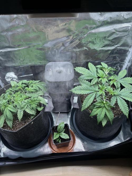 2x Papaya Cookies Auto 90x50. Week 4 - 07.12. - D27